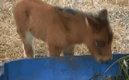 Lộ diện “bé ngựa lùn Cacao” ở Thảo Cẩm Viên Sài Gòn