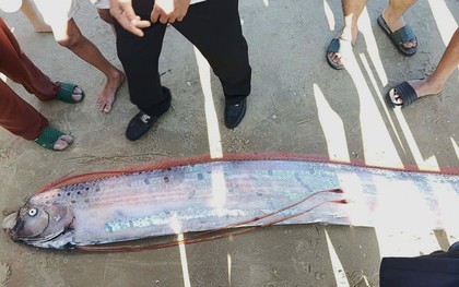 Cá hố rồng dài gần 4m trôi dạt vào bờ biển Lâm Đồng