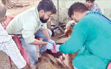 Con bò đực được mổ khẩn vì bụng phình to như "sắp vỡ", kết quả hé lộ con số gây choáng: 50kg