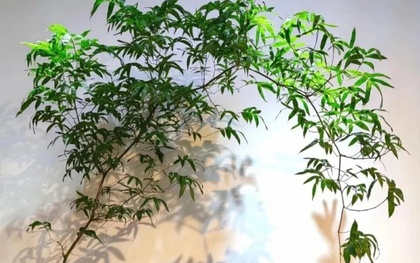 Muốn phòng khách lên level thượng lưu, tôi khuyên bạn ĐỪNG TRỒNG HOA: 8 cây xanh này mới là "thần" chiêu tài hút lộc, siêu khí chất