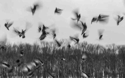 Ngôi làng bị nguyền rủa: Cứ mùa thu đến là chim kéo về tự sát hàng loạt