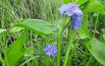 Cây rau mọc dại từng là thức ăn cho lợn, nay lên hàng "đặc sản", thậm chí giúp nông dân đổi đời