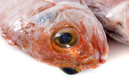 2 loại cá chứa nhiều thủy ngân, loại số 1 dù thích đến mấy cũng "giữ mồm giữ miệng"