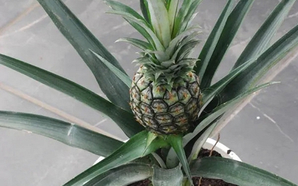 Loại quả được mệnh danh là "vua dưỡng thận" cực tốt cho sức khỏe, giá rẻ bán đầy chợ Việt, cầm từ 15.000 đồng là mua được