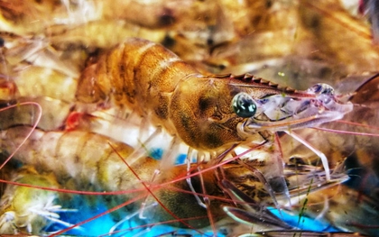 Khi mua tôm, hãy cố gắng tránh 4 loại này để không mua phải "tôm đã qua xử lý hormone"