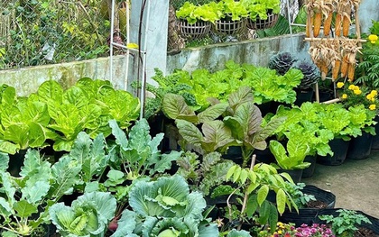 Ngỡ ngàng nam công nhân biến khoảng sân trọ 3m2 thành vườn rau quả "lúc lỉu"