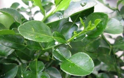 Người Việt có 1 loại lá chống rụng tóc, kích thích mọc tóc con hiệu quả, "đánh bại" nhiều bệnh tật thế nhưng đang bị bỏ phí