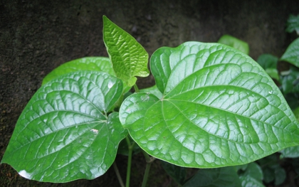 8 bài thuốc dân gian từ lá lốt