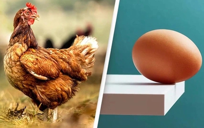 Ai thắc mắc "con gà hay quả trứng có trước?" giờ đã có bằng chứng KHOA HỌC, nhưng sao đọc vẫn thấy "mông lung" quá!