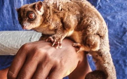 Sinh vật "tuyệt chủng 6.000 năm" tái xuất ở Đông Nam Á