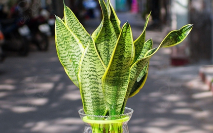 4 cây được mệnh danh là “vua sống sót”, nắng mưa thất thường vẫn chẳng hề hấn, trồng là xanh tốt quanh năm