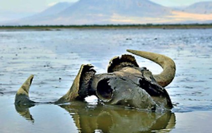 Bí ẩn hồ nước biến mọi sinh vật thành tượng đá ngay khi chạm vào