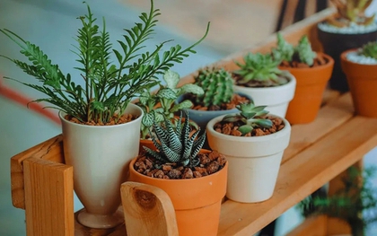 5 loại cây chớ nên trồng trong nhà