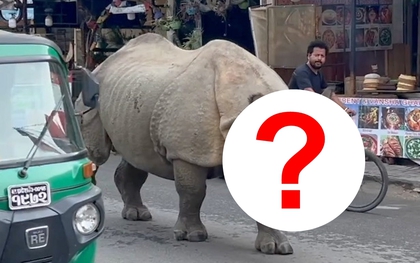 Con thú gần 3 tấn lao tới giữa ban ngày: Du khách lập tức 'đứng hình' suýt không kịp phản ứng