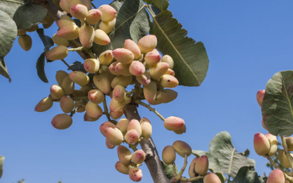 Đắt hơn sầu riêng, Việt Nam bất ngờ thu về hơn 100 triệu USD từ loại quả không tự trồng được, đã tiêu thụ khắp thế giới trong 8.000 năm qua