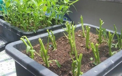 3 loại rau nên trồng ngay bây giờ: Sống khỏe, 20 ngày có rau sạch ăn liền