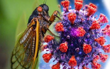 Triệu chứng mắc COVID-19 biến thể 'Ve sầu' BA.3.2