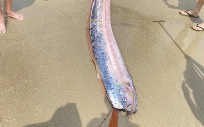 Sinh vật dài như dải lụa, toàn thân màu bạc bất ngờ dạt vào bờ biển Mỹ Khê, dân mạng tranh cãi không ngớt