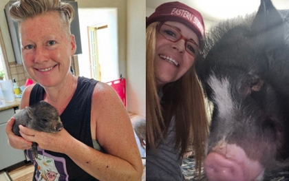 Cú lừa thế kỷ: Có lẽ không có khái niệm gọi là "lợn mini" và những người nuôi nhận ra điều này quá trễ