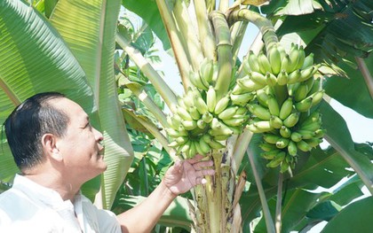 Chuyện lạ ở Cà Mau: Chuối một thân trổ 2 buồng, lão nông nói “chưa từng thấy”