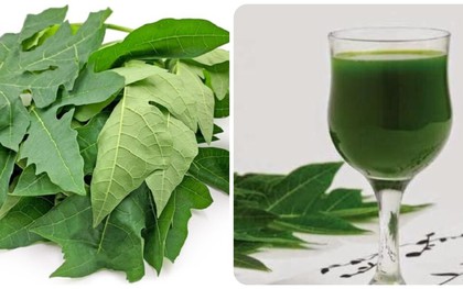 Uống nước lá đu đủ hàng ngày có tốt không?