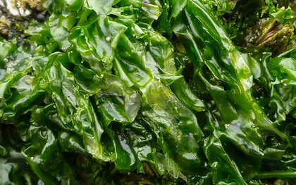 Loại rau xanh mướt hiếm khi “ngậm” thuốc trừ sâu, trời Tây mê tít: Ra chợ Việt là thấy đầy