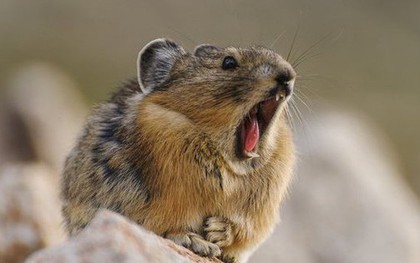 Loài vật quý hiếm bậc nhất thế giới, tuyệt tích 20 năm bất ngờ "tái xuất"