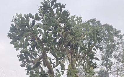 Hình dạng cây xương rồng sống 4 thập kỷ khiến 1 triệu người tò mò