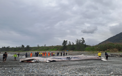 Phát hiện sinh vật khổng lồ dài hơn 15m mắc trong lưới, chuyên gia lập tức tới tận nơi: Cảnh khó tin!