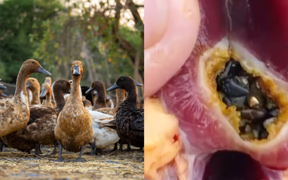 Lão nông phát hiện gần 3 chỉ vàng khi làm thịt vịt thả vườn: “Dân làng vẫn hay tìm thấy”