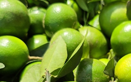 Nghe tên loại quả này thấy cả "bầu trời giàu sang": 4 mùa đều ra hoa kết trái, nhà nào trồng được thì lộc to