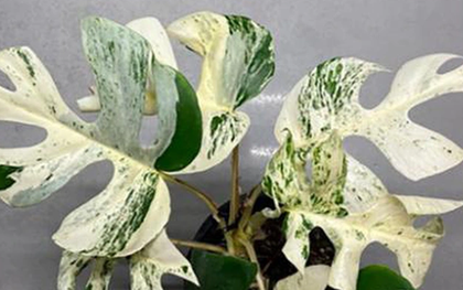 Chiếc lá cây cảnh "độc lạ" có giá nửa tỷ đồng, đại gia bí ẩn chốt ngay