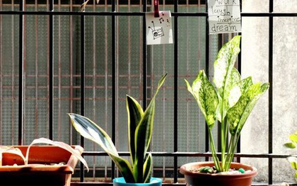 3 loại cây đừng đặt ở ban công vì sẽ cản tài lộc