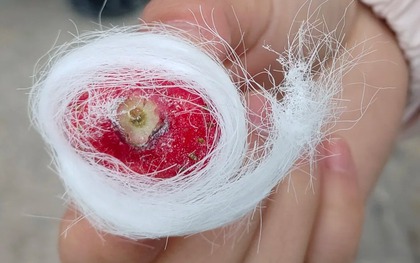 Ở vùng này có món kẹo tơ sen lạ lùng: Hóa ra lại là thức quà tuổi thơ lớn cùng bao người dân Việt!