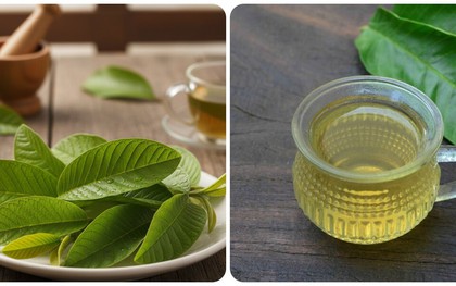 Uống nước lá ổi hàng ngày có tác dụng gì?