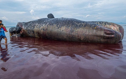 Ngư dân phát hiện cá nhà táng dài 9,9 mét dạt vào bờ biển
