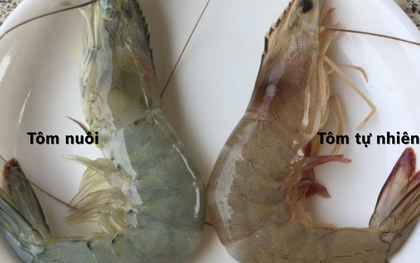 Mẹo "xương máu" phân biệt tôm nuôi và tôm tự nhiên, người bán ít khi tiết lộ