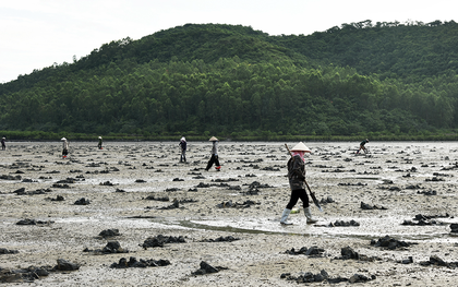Lùng sục “vàng ròng” dưới bùn ở Quảng Ninh có giá 6 triệu/kg được dân địa phương gọi là “vị thần” của các món nước