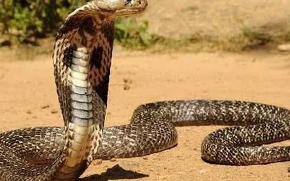 Rắn hổ mang chúa, tê tê bò vào vườn nhà dân ở Lâm Đồng