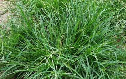 "Nước mát tự nhiên" từ loại cỏ dại giúp thanh nhiệt, lợi tiểu