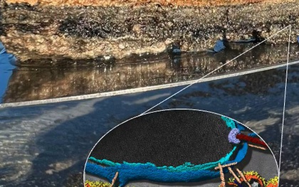 "Tổ tiên vĩ đại” của chúng ta được hé lộ ở vịnh Cá Mập