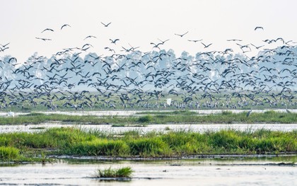 Kỳ tích: Hàng ngàn chim hoang dã ùn ùn kéo về, che kín bầu trời Vườn Quốc gia sau 20 năm