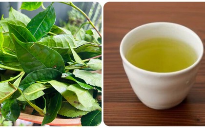 Những người không nên uống nước chè xanh