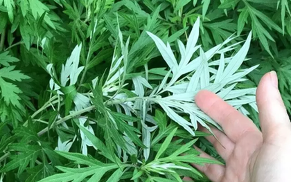 3 loại rau nhất định phải trồng trong vườn nhà: Có một cây cũng tốt đủ đường