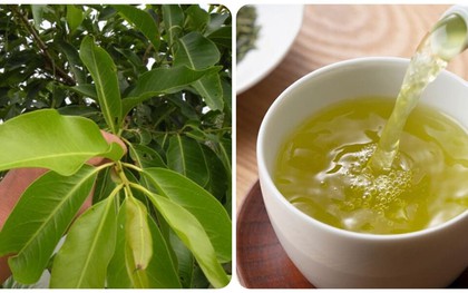 Những ai không nên uống nước lá vối tươi?