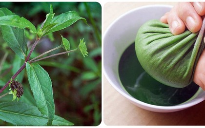 Uống nước cây nhọ nồi có tác dụng gì?