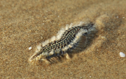 Đi biển Vũng Tàu mùa này, du khách lưu ý!