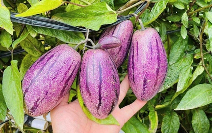 Loại quả lạ gây "sốt mạng" vì không chỉ giải nhiệt mùa hè còn tốt cho tim mạch, cực giàu vitamin, dưỡng da, giảm cân