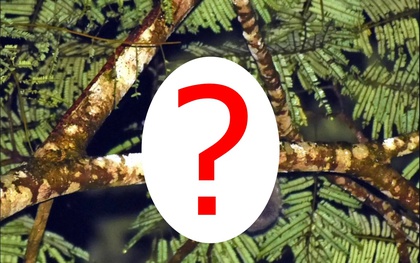 Sinh vật cả thế giới tưởng đã tuyệt chủng 6.000 năm bất ngờ lộ diện ở Đông Nam Á: Phát hiện gây chấn động