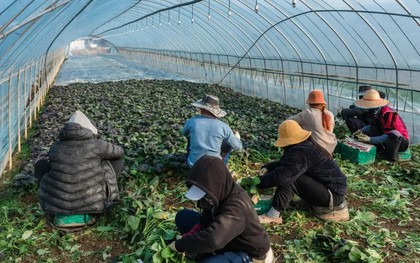 Phát hiện nhiều vi phạm nghiêm trọng đối với lao động nước ngoài tại Hàn Quốc